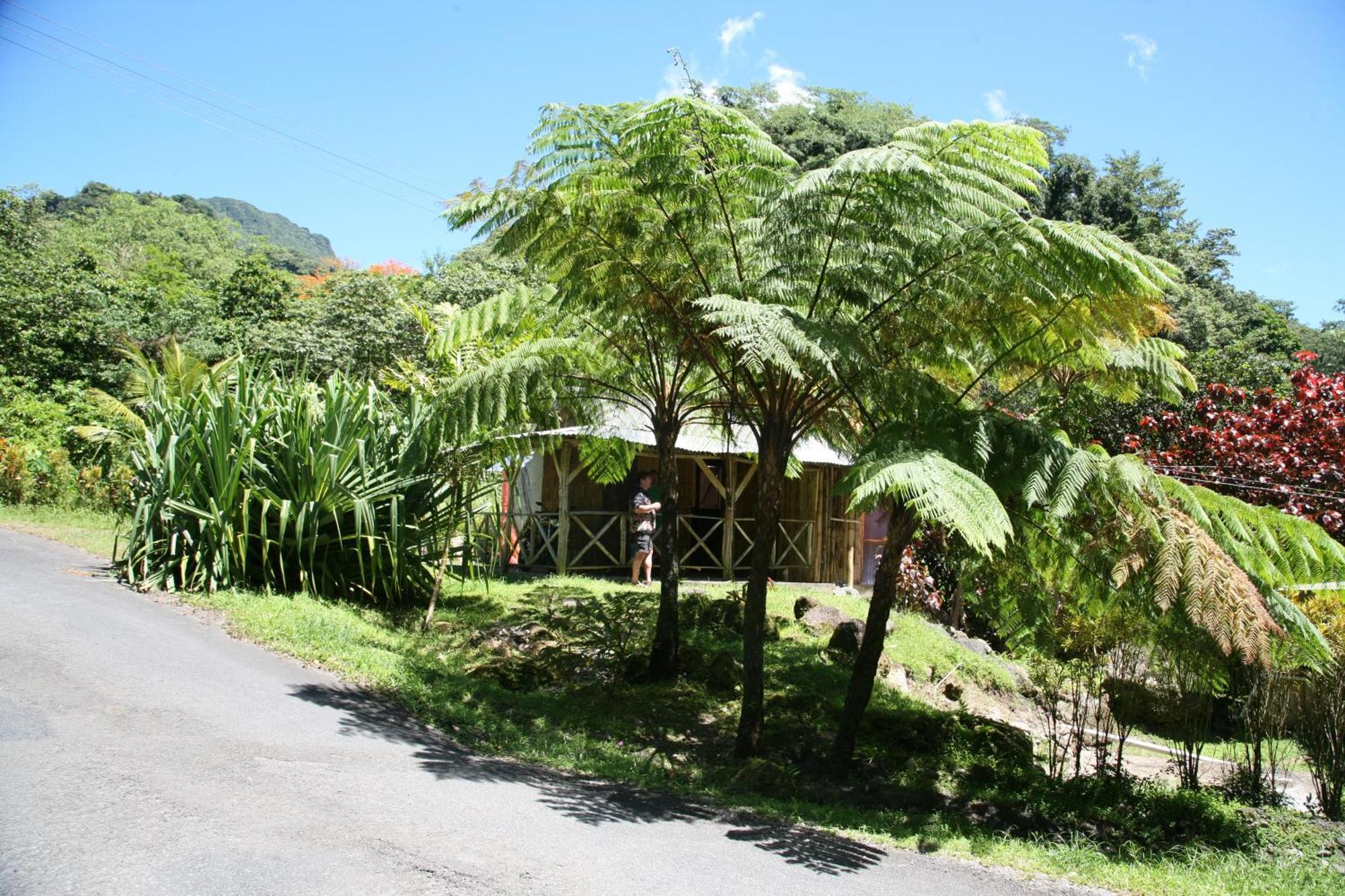 Natty Tropical Valley Roseau Ngoại thất bức ảnh